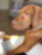 Jasper puppy 2.jpg