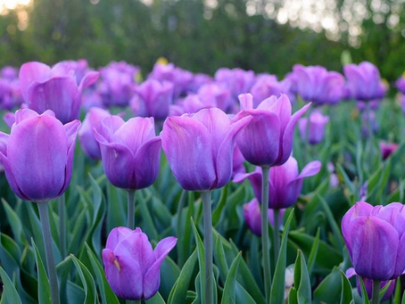 Tulips for your Wisdom and love, from up above.