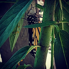 My first #monarch 🦋 _#itsagirl #dontmin
