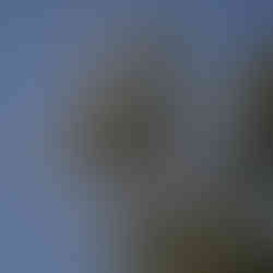 Bald Eagle descends out of cottonwood tree