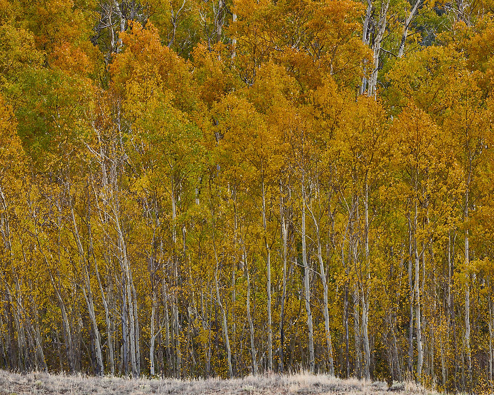 Golden Aspens stand out along continental divide near Togwotee Pass, Wyoming