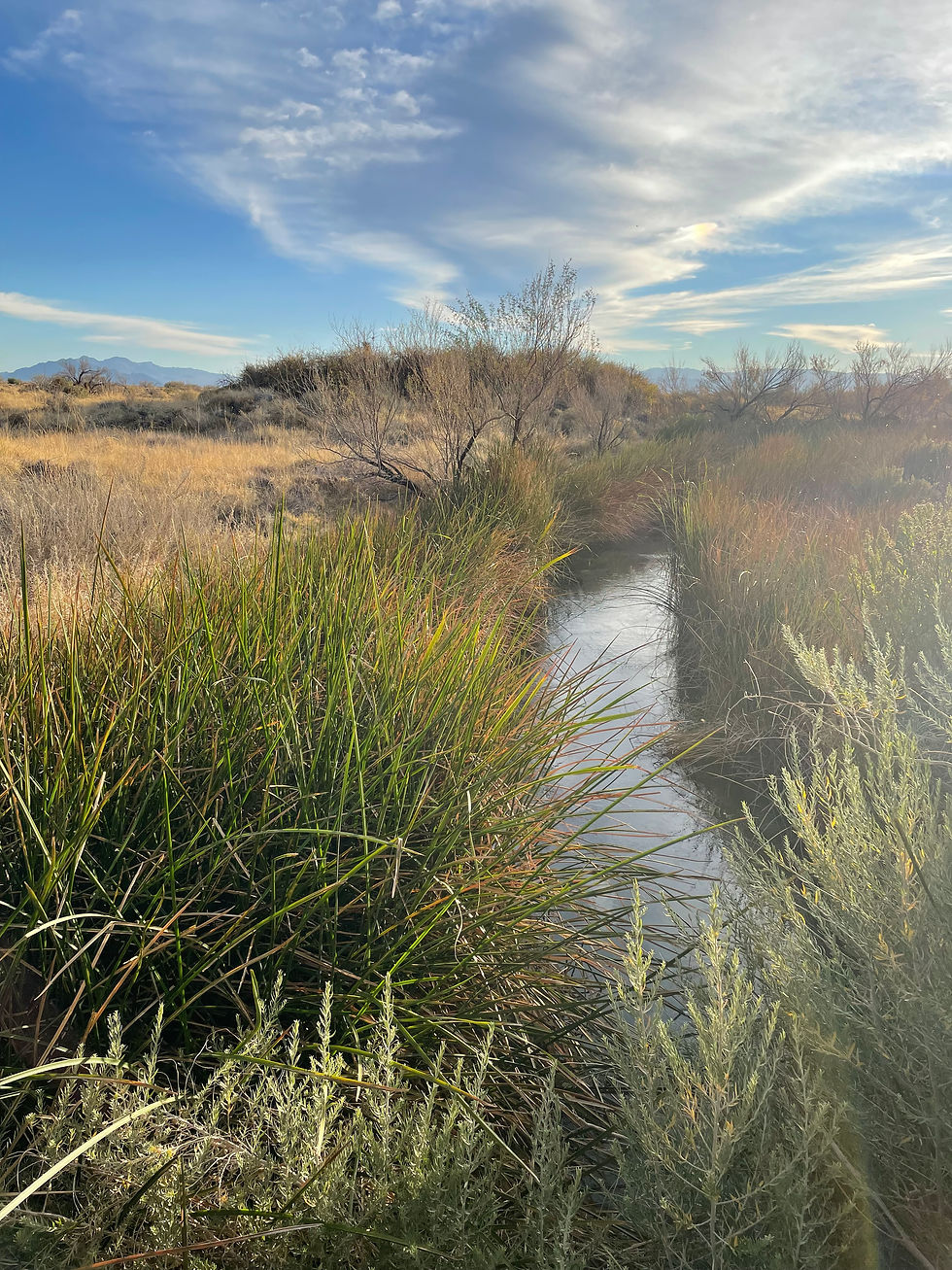 Spring flowing in Ash Meadows National Wildlife Refuge