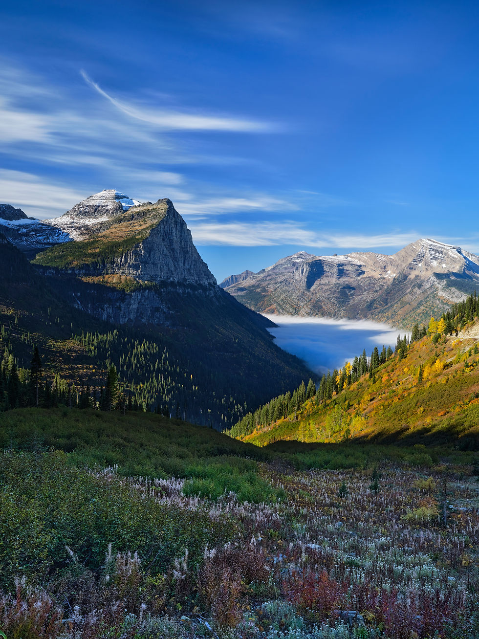 Glacier Wildflowers