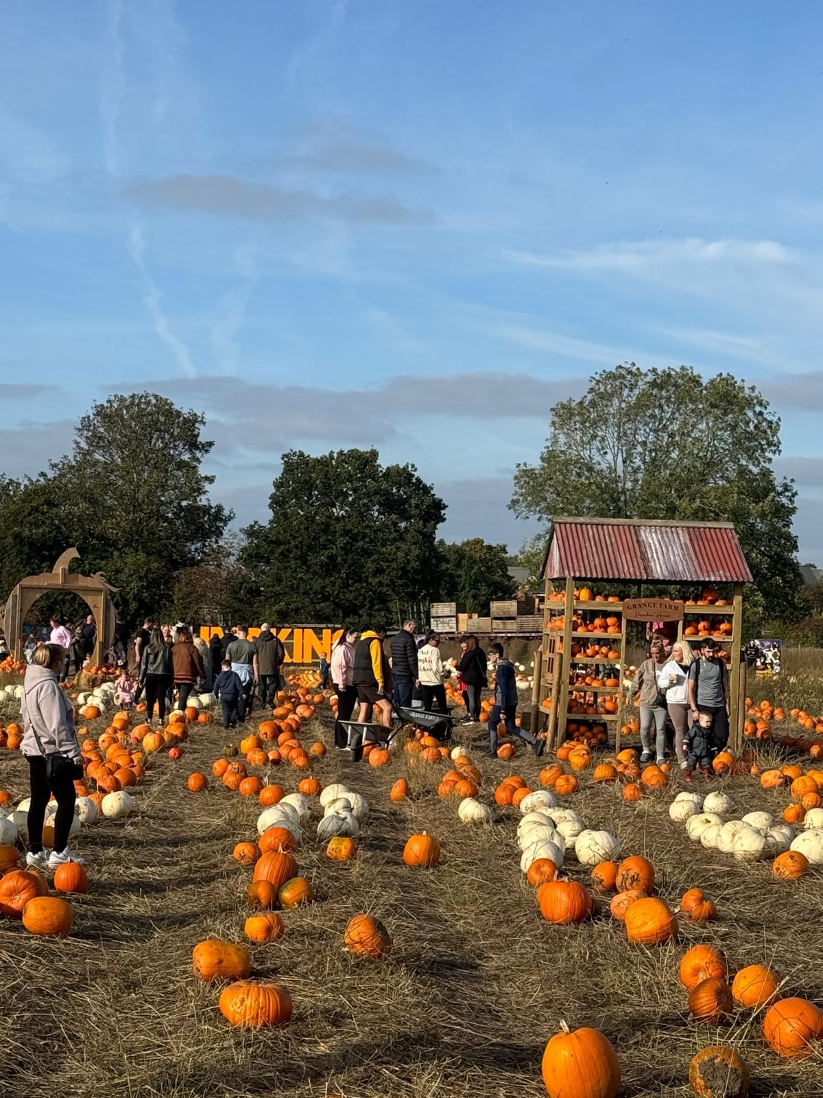 Grange Farm Pumpkin Festival - open view of the pumpkin house and patch