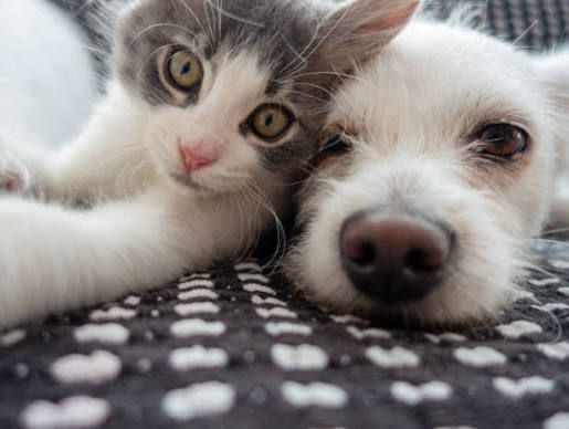 Adopt, Don’t Shop