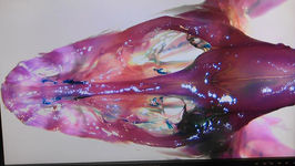 Got Grant! -> California Academy of Sci.