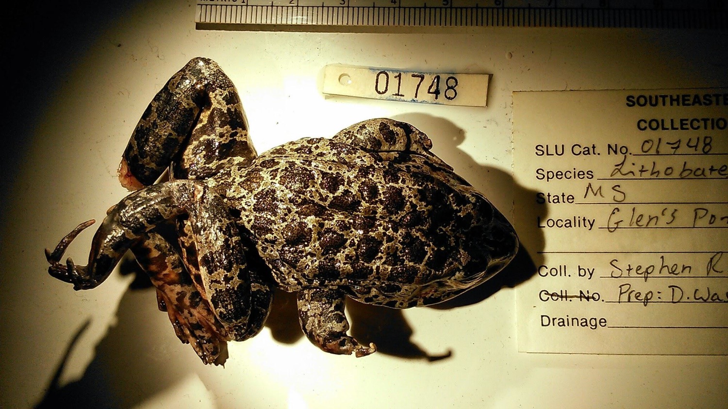 Lithobates sevosus (Gopher frog)