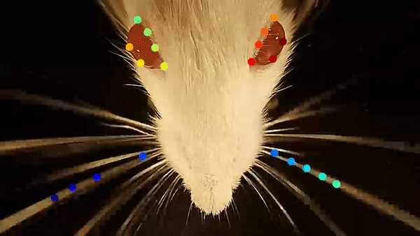 DL_rat whisk.gif