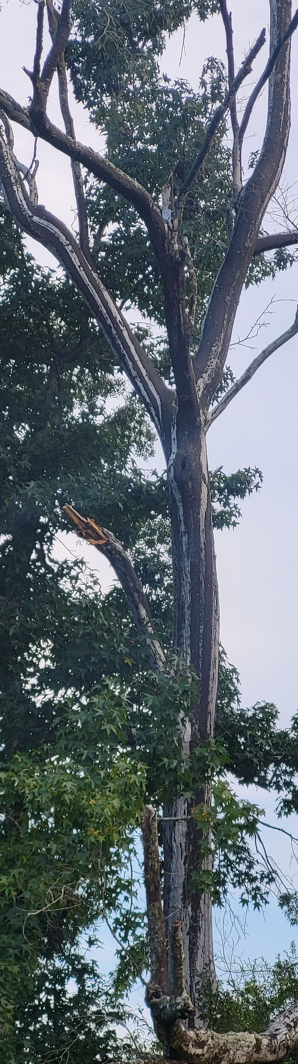 Strange markings on this tree