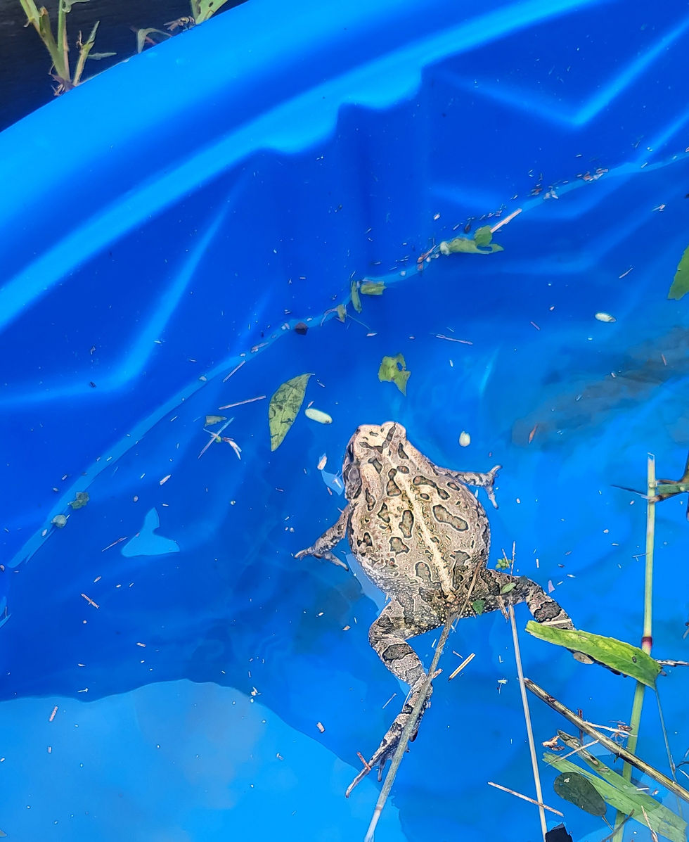 Another visitor to the public pool