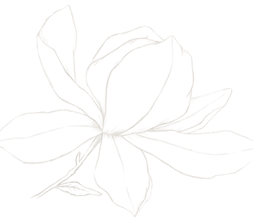 Magnolia_illustration_flower_04.png