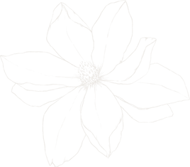 Magnolia_illustration_flower_02.png