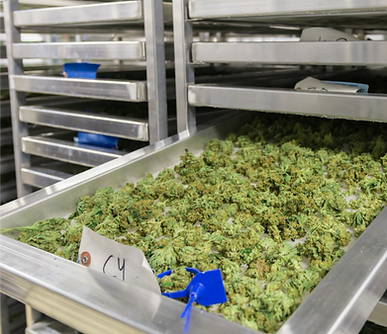 Green Rush Thailand Cannabis Chain Shop franchies泰國大麻品牌加盟計劃2.png