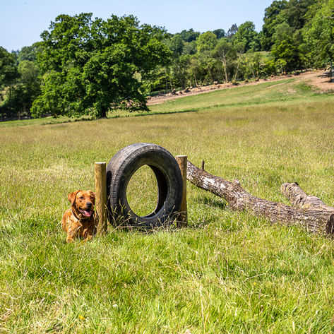 Bampton Bark Park Agility