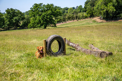 Bampton Bark Park Agility