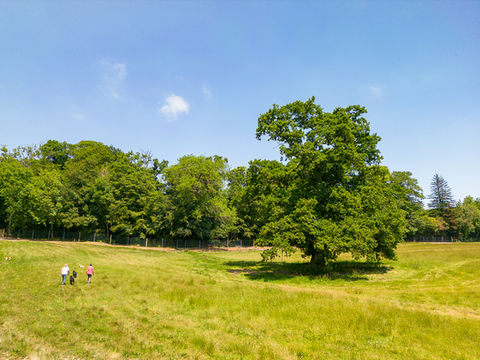 Bampton Bark Park Dog Walking Field