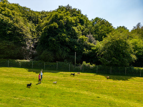Bampton Bark Park Dog Walking Field