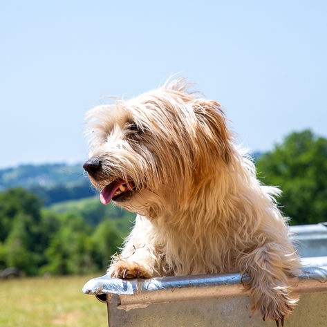 Bampton Bark Park Dog Bath