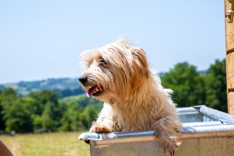 Bampton Bark Park Dog Bath