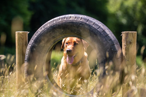 Bampton Bark Park Tyres
