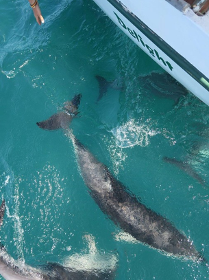 Monitoring Dolphins