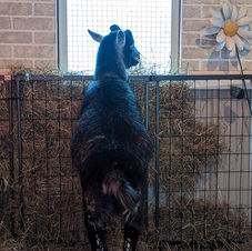 funny pygmy goat
