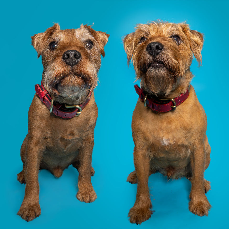 Studio photoshoot of two dogs