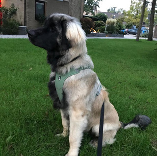 Bowie von Luzula's Hof