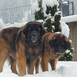 Macho & Diva