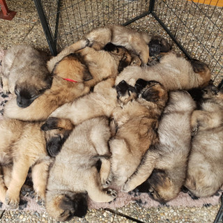 Leonberger von den Adler-Löwen: A-Wurf / A-Litter