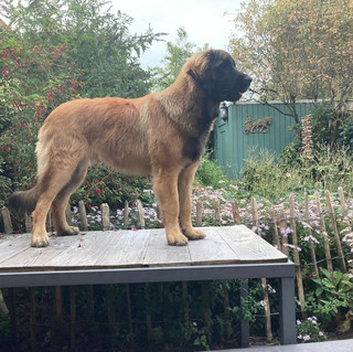 Conan von Luzula's Hof
