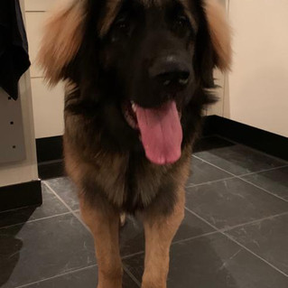 Cooper von Luzula's Hof