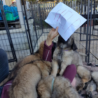 Leonberger von den Adler-Löwen: A-Wurf / A-Litter