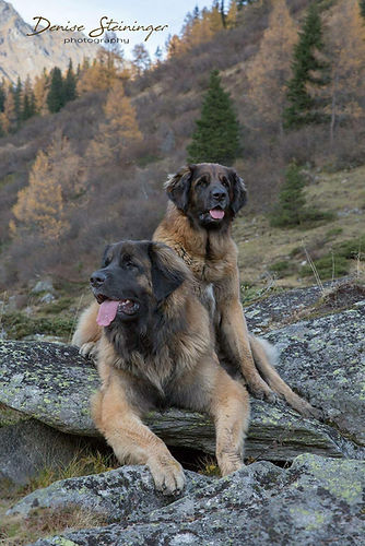 Diva & Macho