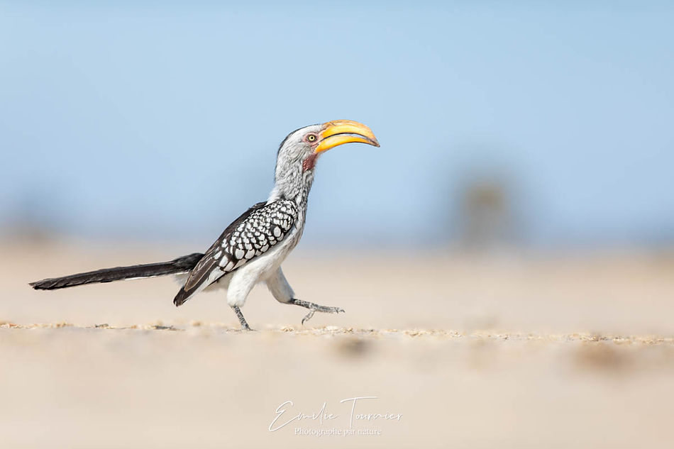 Déterminé - Emilie Tournier.jpg