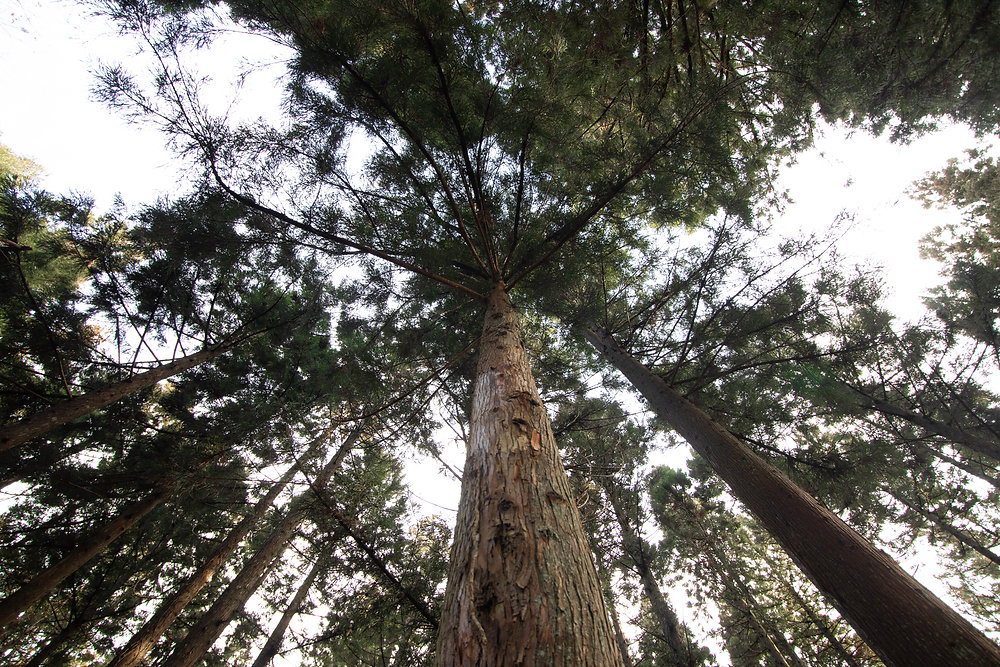 Real Christmas Trees Vs. Fake Christmas Trees // The Environmental