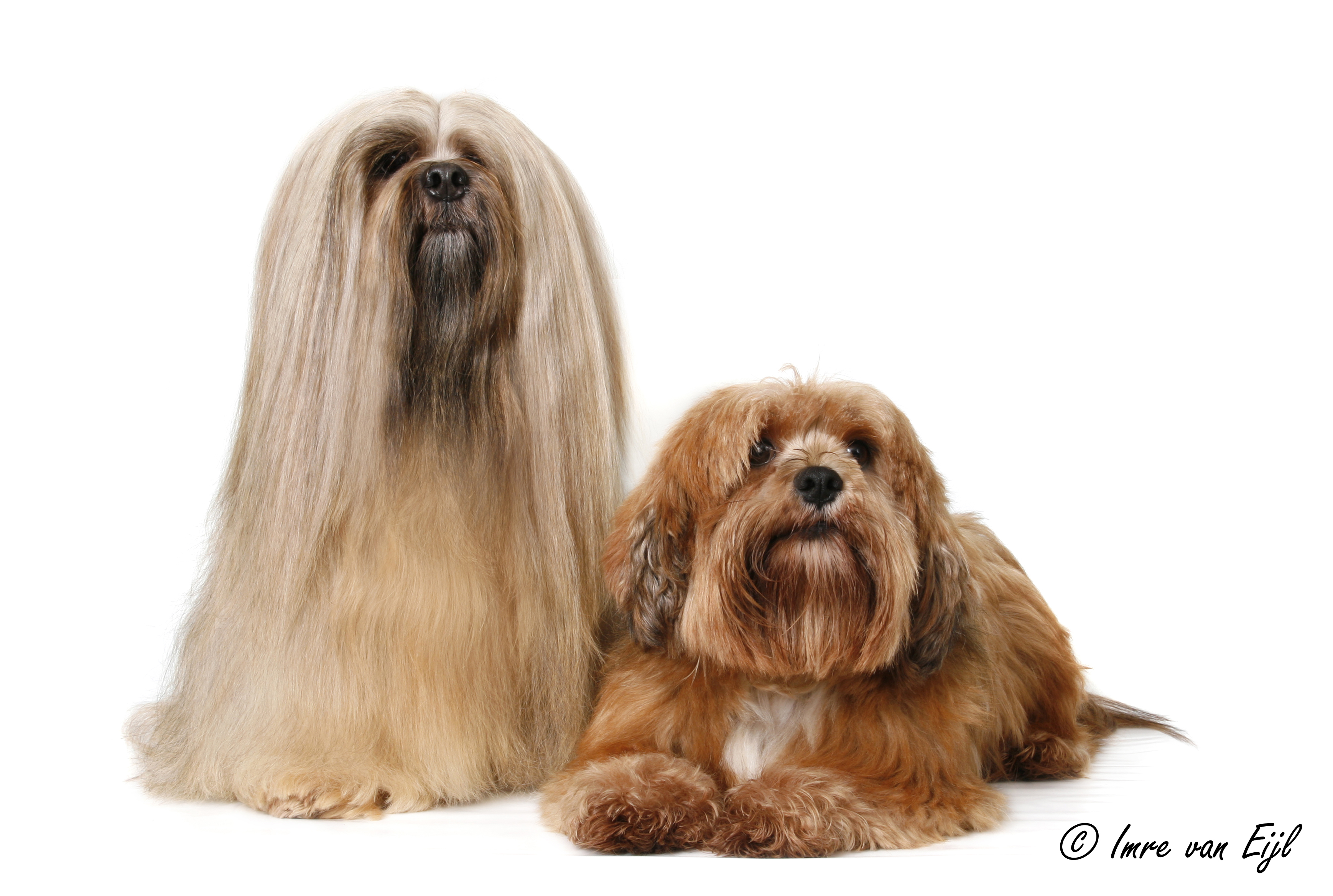 lhasa apso Coco and Taffy