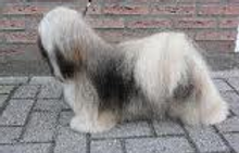 lhasa apso lhasa apso kennel lhasa aspo pups lhasa apso fokkers