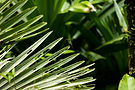 20210310-BOCAS-DEL-TORO-TULL-TULL10854.JPG