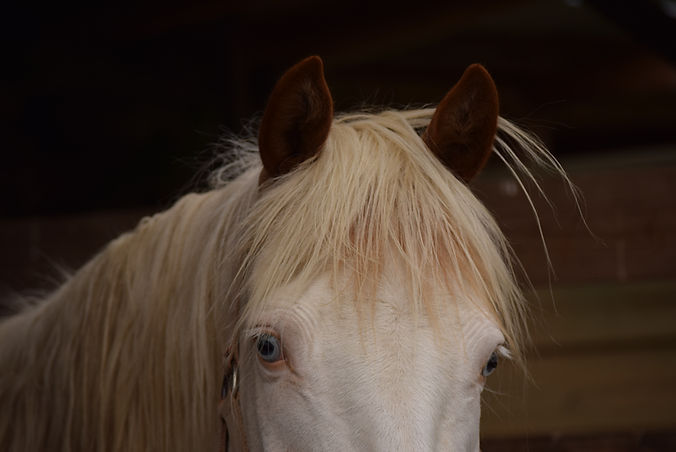 DSC_0492.JPG