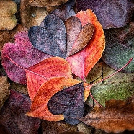 Fall & Love