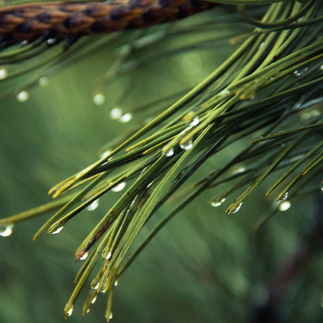 Merry Pine Medicine
