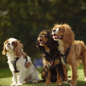 Image 12-12-2020 at 23.07.jpg