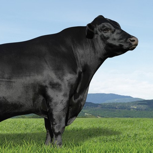 Angus.jpg