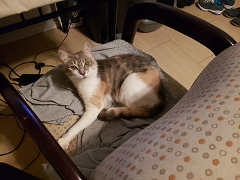Popoki