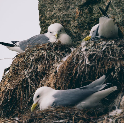 Climate Change and Its Impact on Birds in the UK: How Can We Help?