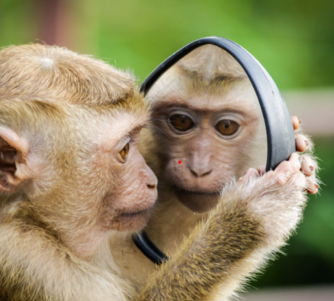 Human - Wildlife Conflict - Why moving towards a mindful co-existence is crucial for people and wild