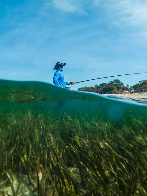 The Importance of Seagrass in Combating the Climate Crisis