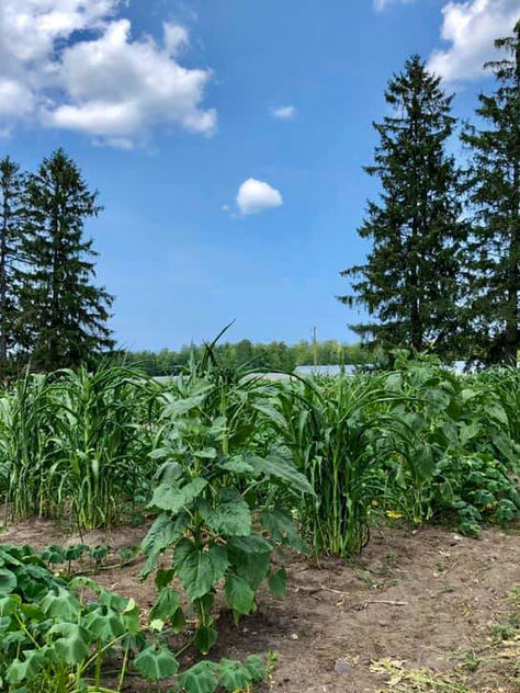 Indigenous Food Systems for Sustainable Future