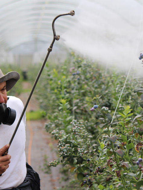 Can Pesticides be Banned for good? The Case of Conegliano, Italy